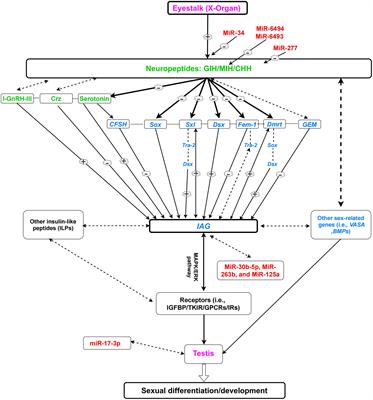 The Regulatory Mechanism of Sexual Development in Decapod Crustaceans